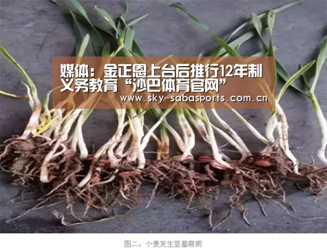 媒体:金正恩上台后推行12年制义务教育“沙巴体育官网”(图1) 沙巴体育