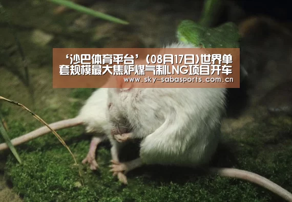 ‘沙巴体育平台’(08月17日)世界单套规模最大焦炉煤气制LNG项目开车运行(图1) 沙巴体育官网
